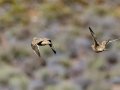 Namaqua Sandgrouse - North of Calvinia (R27) ZA-Northern Cape (-30.9709,20.3261), Northern Cape, ZA on Sat Nov 30, 2024 Namaqua Sandgrouse - North of Calvinia (R27) ZA-Northern Cape (-30.9709,20.3261), Northern Cape, ZA on Sat Nov 30, 2024