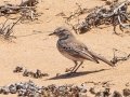 Dune Lark - R382, Port Nolloth ZA-Northern Cape (-29.1545,16.8575), Northern Cape, South Africa,, Dec 1, 2024