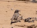 Dune Lark - R382, Port Nolloth ZA-Northern Cape (-29.1545,16.8575), Northern Cape, South Africa,, Dec 1, 2024 Dune Lark - R382, Port Nolloth ZA-Northern Cape (-29.1545,16.8575), Northern Cape, South Africa,, Dec 1, 2024