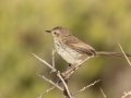 Karoo Prinia - West Coast National Park, West Coast Peninsula ZA-Western Cape (-33.1900,18.1323), Western Cape, ZA on Fri Nov 29, 2024 Karoo Prinia - West Coast National Park, West Coast Peninsula ZA-Western Cape (-33.1900,18.1323), Western Cape, ZA on Fri Nov 29, 2024