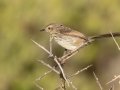 Karoo Prinia - West Coast National Park, West Coast Peninsula ZA-Western Cape (-33.1900,18.1323), Western Cape, ZA on Fri Nov 29, 2024 Karoo Prinia - West Coast National Park, West Coast Peninsula ZA-Western Cape (-33.1900,18.1323), Western Cape, ZA on Fri Nov 29, 2024