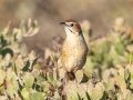 Cape Grassbird - West Coast National Park, West Coast Peninsula ZA-Western Cape (-33.1900,18.1323), Western Cape, ZA on Fri Nov 29, 2024 Cape Grassbird - West Coast National Park, West Coast Peninsula ZA-Western Cape (-33.1900,18.1323), Western Cape, ZA on Fri Nov 29, 2024