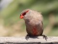 Common Waxbill- Kokerboom Road, Springbok ZA-Northern Cape (-29.6637,17.8888), Northern Cape, South Africa,, Dec 1, 2024 Common Waxbill- Kokerboom Road, Springbok ZA-Northern Cape (-29.6637,17.8888), Northern Cape, South Africa,, Dec 1, 2024