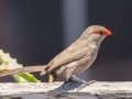 Common Waxbill- Kokerboom Road, Springbok ZA-Northern Cape (-29.6637,17.8888), Northern Cape, South Africa,, Dec 1, 2024 Common Waxbill- Kokerboom Road, Springbok ZA-Northern Cape (-29.6637,17.8888), Northern Cape, South Africa,, Dec 1, 2024
