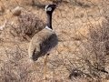 Black Bustard - North of Calvinia (R27) ZA-Northern Cape (-30.9709,20.3261), Northern Cape, ZA on Sat Nov 30, 2024 Black Bustard - North of Calvinia (R27) ZA-Northern Cape (-30.9709,20.3261), Northern Cape, ZA on Sat Nov 30, 2024