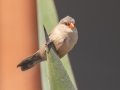 Common Waxbill- Kokerboom Road, Springbok ZA-Northern Cape (-29.6637,17.8888), Northern Cape, South Africa,, Dec 1, 2024 Common Waxbill- Kokerboom Road, Springbok ZA-Northern Cape (-29.6637,17.8888), Northern Cape, South Africa,, Dec 1, 2024