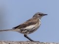 Cape Wagtail - Kokerboom Road, Springbok ZA-Northern Cape (-29.6637,17.8888), Northern Cape, South Africa,, Dec 1, 2024 Cape Wagtail - Kokerboom Road, Springbok ZA-Northern Cape (-29.6637,17.8888), Northern Cape, South Africa,, Dec 1, 2024