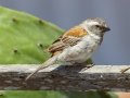 Cape Sparrow -  Kokerboom Road, Springbok ZA-Northern Cape (-29.6637,17.8888), Northern Cape, South Africa,, Dec 1, 2024