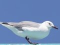 Hartlaubs Gull - R382, Port Nolloth ZA-Northern Cape (-29.1545,16.8575), Northern Cape, South Africa,, Dec 1, 2024 Hartlaubs Gull - R382, Port Nolloth ZA-Northern Cape (-29.1545,16.8575), Northern Cape, South Africa,, Dec 1, 2024