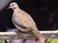 Laughing Dove - Kokerboom Road, Springbok ZA-Northern Cape (-29.6637,17.8888), Northern Cape, South Africa,, Dec 1, 2024 Laughing Dove - Kokerboom Road, Springbok ZA-Northern Cape (-29.6637,17.8888), Northern Cape, South Africa,, Dec 1, 2024