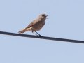 Familiar Chat - North of Calvinia (R27) ZA-Northern Cape (-30.9709,20.3261), Northern Cape, ZA on Sat Nov 30, 2024 Familiar Chat - North of Calvinia (R27) ZA-Northern Cape (-30.9709,20.3261), Northern Cape, ZA on Sat Nov 30, 2024