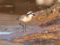 Kittlitzs Plover - West Coast National Park, West Coast Peninsula ZA-Western Cape (-33.1900,18.1323), Western Cape, ZA on Fri Nov 29, 2024 Kittlitzs Plover - West Coast National Park, West Coast Peninsula ZA-Western Cape (-33.1900,18.1323), Western Cape, ZA on Fri Nov 29, 2024