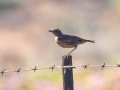 Southern Anteater-Chat - R382, Port Nolloth ZA-Northern Cape (-29.1545,16.8575), Northern Cape, South Africa,, Dec 1, 2024 Southern Anteater-Chat - R382, Port Nolloth ZA-Northern Cape (-29.1545,16.8575), Northern Cape, South Africa,, Dec 1, 2024