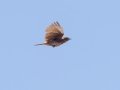 Red Lark - North of Brandvlei (R357) ZA-Northern Cape (-30.4551,20.5361), Northern Cape, ZA on Sat Nov 30, 2024 Red Lark - North of Brandvlei (R357) ZA-Northern Cape (-30.4551,20.5361), Northern Cape, ZA on Sat Nov 30, 2024