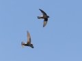 Little Swifts - Kokerboom Road, Springbok ZA-Northern Cape (-29.6637,17.8888), Northern Cape, South Africa,, Dec 1, 2024 Little Swifts - Kokerboom Road, Springbok ZA-Northern Cape (-29.6637,17.8888), Northern Cape, South Africa,, Dec 1, 2024