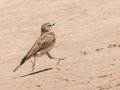 Red-capped Lark - North of Brandvlei (R357) ZA-Northern Cape (-30.4551,20.5361), Northern Cape, ZA on Sat Nov 30, 2024 Red-capped Lark - North of Brandvlei (R357) ZA-Northern Cape (-30.4551,20.5361), Northern Cape, ZA on Sat Nov 30, 2024