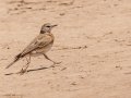Red-capped Lark - North of Brandvlei (R357) ZA-Northern Cape (-30.4551,20.5361), Northern Cape, ZA on Sat Nov 30, 2024 Red-capped Lark - North of Brandvlei (R357) ZA-Northern Cape (-30.4551,20.5361), Northern Cape, ZA on Sat Nov 30, 2024