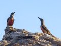 Ground Woodpecker - R355, Springbok ZA-Northern Cape -29.70316, 17.95090, Northern Cape, South Africa, Dec 2, 2024 Ground Woodpecker - R355, Springbok ZA-Northern Cape -29.70316, 17.95090, Northern Cape, South Africa, Dec 2, 2024