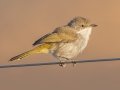 Karoo Eremomela - R355, Springbok ZA-Northern Cape -29.70316, 17.95090, Northern Cape, South Africa, Dec 2, 2024 Karoo Eremomela - R355, Springbok ZA-Northern Cape -29.70316, 17.95090, Northern Cape, South Africa, Dec 2, 2024