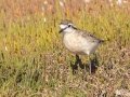Kittlitzs Plover - West Coast National Park, West Coast Peninsula ZA-Western Cape (-33.1900,18.1323), Western Cape, ZA on Fri Nov 29, 2024 Kittlitzs Plover - West Coast National Park, West Coast Peninsula ZA-Western Cape (-33.1900,18.1323), Western Cape, ZA on Fri Nov 29, 2024