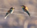 European Bee-eater -- Goegap National Park, Nama Khoi Rural, Springbok ZA-Northern Cape -29.68629, 17.94884, Northern Cape, South Africa, Dec 2, 2024 European Bee-eater -- Goegap National Park, Nama Khoi Rural, Springbok ZA-Northern Cape -29.68629, 17.94884, Northern Cape, South Africa, Dec 2, 2024