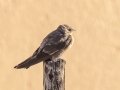 Western House-Martin - Goegap National Park, Nama Khoi Rural, Springbok ZA-Northern Cape -29.68629, 17.94884, Northern Cape, South Africa, Dec 2, 2024 Western House-Martin - Goegap National Park, Nama Khoi Rural, Springbok ZA-Northern Cape -29.68629, 17.94884, Northern Cape, South Africa, Dec 2, 2024