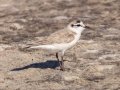 White-fronted Plover - Kliphoek Salt Pans, Western Cape, ZA on Fri Nov 29, 2024 White-fronted Plover - Kliphoek Salt Pans, Western Cape, ZA on Fri Nov 29, 2024