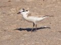 White-fronted Plover - Kliphoek Salt Pans, Western Cape, ZA on Fri Nov 29, 2024 White-fronted Plover - Kliphoek Salt Pans, Western Cape, ZA on Fri Nov 29, 2024