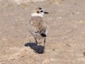 White-fronted Plover - Kliphoek Salt Pans, Western Cape, ZA on Fri Nov 29, 2024 White-fronted Plover - Kliphoek Salt Pans, Western Cape, ZA on Fri Nov 29, 2024