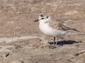 White-fronted Plover - Kliphoek Salt Pans, Western Cape, ZA on Fri Nov 29, 2024 White-fronted Plover - Kliphoek Salt Pans, Western Cape, ZA on Fri Nov 29, 2024