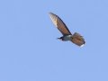 European Bee-eater -- Goegap National Park, Nama Khoi Rural, Springbok ZA-Northern Cape -29.68629, 17.94884, Northern Cape, South Africa, Dec 2, 2024 European Bee-eater -- Goegap National Park, Nama Khoi Rural, Springbok ZA-Northern Cape -29.68629, 17.94884, Northern Cape, South Africa, Dec 2, 2024