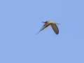 European Bee-eater -- Goegap National Park, Nama Khoi Rural, Springbok ZA-Northern Cape -29.68629, 17.94884, Northern Cape, South Africa, Dec 2, 2024 European Bee-eater -- Goegap National Park, Nama Khoi Rural, Springbok ZA-Northern Cape -29.68629, 17.94884, Northern Cape, South Africa, Dec 2, 2024
