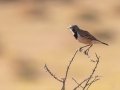 Capped Wheatear - Goegap National Park, Nama Khoi Rural, Springbok ZA-Northern Cape -29.68629, 17.94884, Northern Cape, South Africa, Dec 2, 2024 Capped Wheatear - Goegap National Park, Nama Khoi Rural, Springbok ZA-Northern Cape -29.68629, 17.94884, Northern Cape, South Africa, Dec 2, 2024