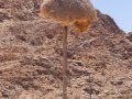 Sociable Weaver Nest - N14, Keimoes ZA-Northern Cape (-28.7806,20.4915), Northern Cape, South Africa, Dec 2, 2024 Sociable Weaver Nest - N14, Keimoes ZA-Northern Cape (-28.7806,20.4915), Northern Cape, South Africa, Dec 2, 2024