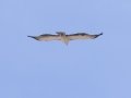 Martial Eagle (Juvenile) - Rivier Street, Onseepkans, Pofadder ZA-Northern Cape (-28.7463,19.2772), Northern Cape, South Africa, Dec 2, 2024 Martial Eagle (Juvenile) - Rivier Street, Onseepkans, Pofadder ZA-Northern Cape (-28.7463,19.2772), Northern Cape, South Africa, Dec 2, 2024