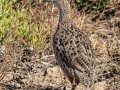Gray-winged Francolin - West Coast National Park, West Coast Peninsula ZA-Western Cape (-33.1900,18.1323), Western Cape, ZA on Fri Nov 29, 2024 Gray-winged Francolin - West Coast National Park, West Coast Peninsula ZA-Western Cape (-33.1900,18.1323), Western Cape, ZA on Fri Nov 29, 2024