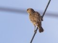 Sociable Weaver - N14, Keimoes ZA-Northern Cape (-28.7806,20.4915), Northern Cape, South Africa, Dec 2, 2024 Sociable Weaver - N14, Keimoes ZA-Northern Cape (-28.7806,20.4915), Northern Cape, South Africa, Dec 2, 2024