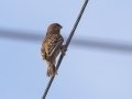 Sociable Weaver - N14, Keimoes ZA-Northern Cape (-28.7806,20.4915), Northern Cape, South Africa, Dec 2, 2024 Sociable Weaver - N14, Keimoes ZA-Northern Cape (-28.7806,20.4915), Northern Cape, South Africa, Dec 2, 2024