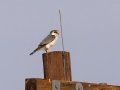 Pygmy Falcon - N14, Keimoes ZA-Northern Cape (-28.7806,20.4915), Northern Cape, South Africa, Dec 2, 2024 Pygmy Falcon - N14, Keimoes ZA-Northern Cape (-28.7806,20.4915), Northern Cape, South Africa, Dec 2, 2024