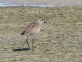 Black-bellied Plover - West Coast National Park, West Coast Peninsula ZA-Western Cape (-33.1900,18.1323), Western Cape, ZA on Fri Nov 29, 2024 Black-bellied Plover - West Coast National Park, West Coast Peninsula ZA-Western Cape (-33.1900,18.1323), Western Cape, ZA on Fri Nov 29, 2024