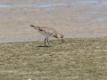 Black-bellied Plover - West Coast National Park, West Coast Peninsula ZA-Western Cape (-33.1900,18.1323), Western Cape, ZA on Fri Nov 29, 2024 Black-bellied Plover - West Coast National Park, West Coast Peninsula ZA-Western Cape (-33.1900,18.1323), Western Cape, ZA on Fri Nov 29, 2024