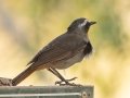 Cape Robin-Shat - Goegap National Park, Nama Khoi Rural, Springbok ZA-Northern Cape -29.68629, 17.94884, Northern Cape, South Africa, Dec 2, 2024 Cape Robin-Shat - Goegap National Park, Nama Khoi Rural, Springbok ZA-Northern Cape -29.68629, 17.94884, Northern Cape, South Africa, Dec 2, 2024