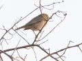 Orange River White-eye - Augrabies Rest Camp, R359, Keimoes ZA-Northern Cape -28.59316, 20.33746, Northern Cape, South Africa, Dec 3, 2024 Orange River White-eye - Augrabies Rest Camp, R359, Keimoes ZA-Northern Cape -28.59316, 20.33746, Northern Cape, South Africa, Dec 3, 2024