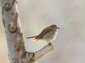 Spotted Flycatcher - Augrabies Rest Camp, R359, Keimoes ZA-Northern Cape -28.59316, 20.33746, Northern Cape, South Africa, Dec 3, 2024 Spotted Flycatcher - Augrabies Rest Camp, R359, Keimoes ZA-Northern Cape -28.59316, 20.33746, Northern Cape, South Africa, Dec 3, 2024