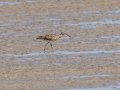 Whimbrel  - West Coast National Park, West Coast Peninsula ZA-Western Cape (-33.1900,18.1323), Western Cape, ZA on Fri Nov 29, 2024
