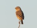 White-throated Canary - Augrabies Rest Camp, R359, Keimoes ZA-Northern Cape -28.59316, 20.33746, Northern Cape, South Africa, Dec 3, 2024 White-throated Canary - Augrabies Rest Camp, R359, Keimoes ZA-Northern Cape -28.59316, 20.33746, Northern Cape, South Africa, Dec 3, 2024