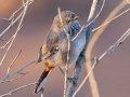 Chestnut-vented Warbler- Augrabies Rest Camp, R359, Keimoes ZA-Northern Cape -28.59316, 20.33746, Northern Cape, South Africa, Dec 3, 2024 Chestnut-vented Warbler- Augrabies Rest Camp, R359, Keimoes ZA-Northern Cape -28.59316, 20.33746, Northern Cape, South Africa, Dec 3, 2024