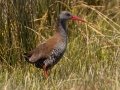 African Rail - Kuifkopvisvanger Farm, Western Cape, ZA on Fri Nov 29, 2024 African Rail - Kuifkopvisvanger Farm, Western Cape, ZA on Fri Nov 29, 2024