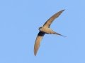 African Palm Swift - Augrabies Rest Camp, R359, Keimoes ZA-Northern Cape -28.59316, 20.33746, Northern Cape, South Africa, Dec 3, 2024 African Palm Swift - Augrabies Rest Camp, R359, Keimoes ZA-Northern Cape -28.59316, 20.33746, Northern Cape, South Africa, Dec 3, 2024