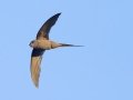 African Palm Swift - Augrabies Rest Camp, R359, Keimoes ZA-Northern Cape -28.59316, 20.33746, Northern Cape, South Africa, Dec 3, 2024 African Palm Swift - Augrabies Rest Camp, R359, Keimoes ZA-Northern Cape -28.59316, 20.33746, Northern Cape, South Africa, Dec 3, 2024